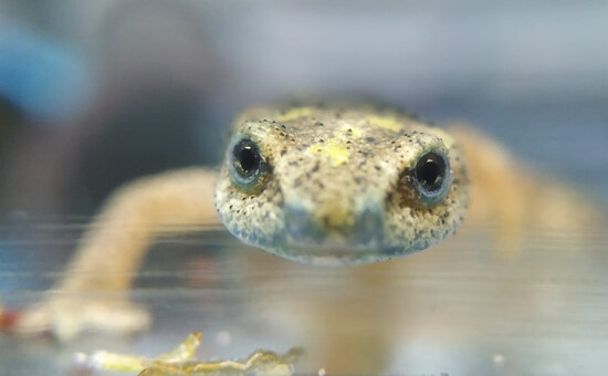 Photograph of the face of an endangered Montseny newt (from Barcelona Zoo)