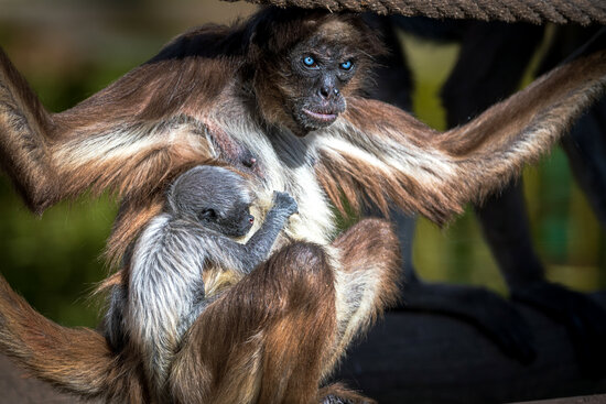 A baby spider monkey with its mother Emi at Barcelona Zoo (Barcelona City Council)