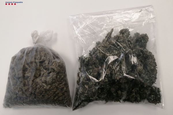 Bags of marijuana weighing 250g confiscated by Catalan police in February 2022 (image from Mossos d'Esquadra)