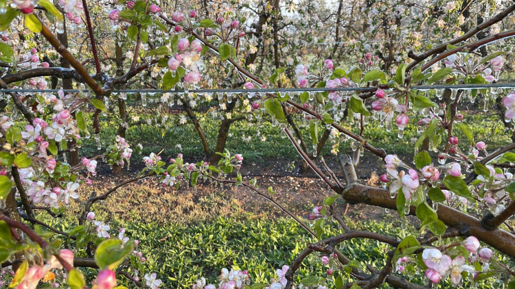 Antifrost system in force on some blossoming trees in Corbins, western Catalonia, on April 5, 2022 (courtesy of Ramon Comes)