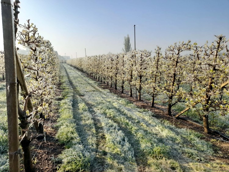  Fruit trees in Lleida are treated with water to create a film of ice to protect them against even lower air temperatures, April 3, 2022 (Pere Roqué / Asaja)
