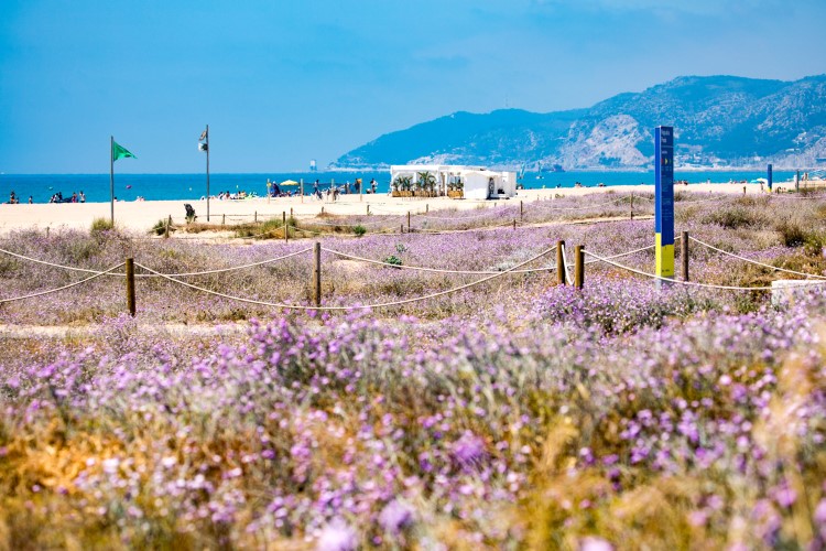 Dunes at Castelldefels beach provide a natural habitat for butterflies (Image courtesy of AMB) 