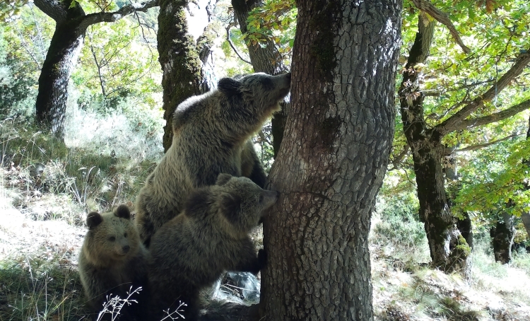 Bears and Wolves