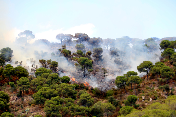 Some flames in a forest in the Castell d'Aro municipality, near tourist hotspots on the Costa Brava, on July 1, 2022 (by Ariadna Reche)
