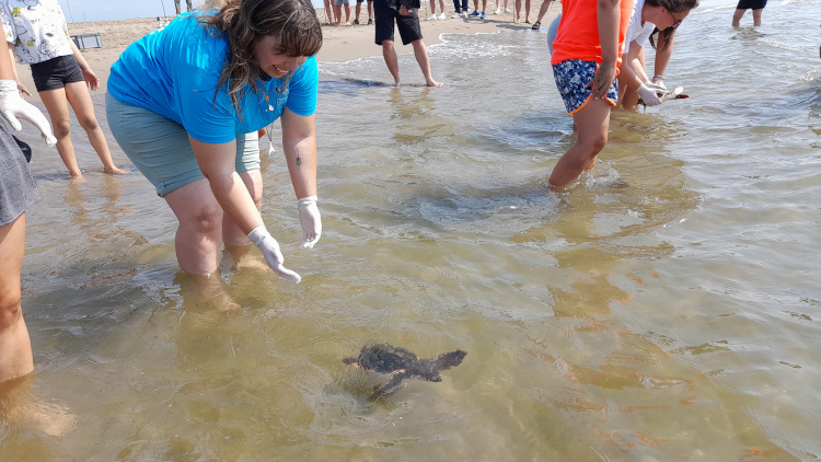 A loggerhead sea turtle being released to Mediterranean in the Ebre river delta, on July 18, 2022 (by Catalan government)