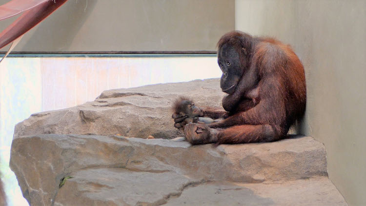 A Bornean orangutan, Jawi, with her new baby, in the Barcelona zoo (by Barcelona zoo)