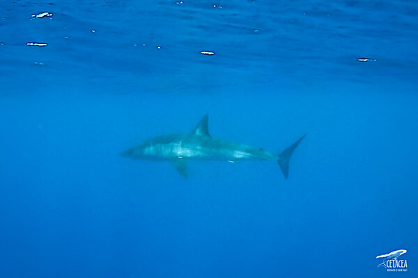 Endangered Mako shark spotted off Catalan coast 