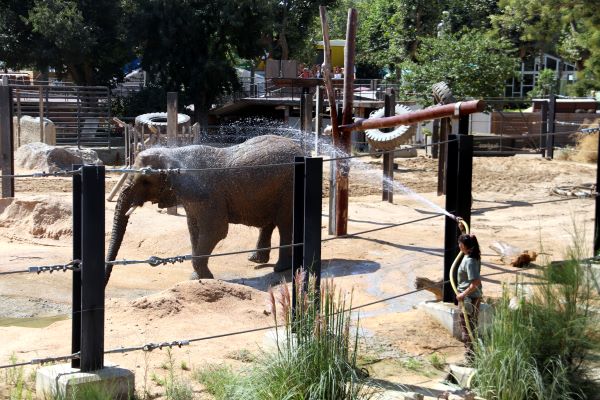 Zoo keepers cool an elephant down in summer by spraying it with water at Barcelona Zoo (by Natàlia Segura)