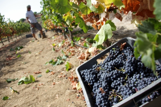 Harvesting grapes at the Alta Alella winery (by J. Pujolar)
