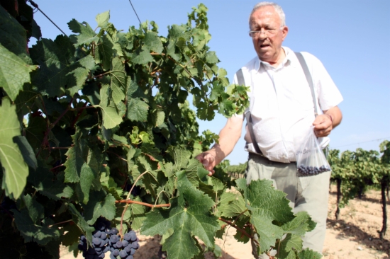 Albert Vilà, the owner of Mas Comtal winery, picking some grapes to be checked and decide the best moment to harvest them (ACN)