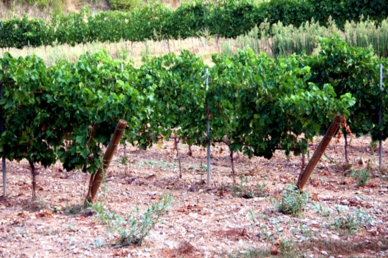 Cava exports have broken a new record this 2012 with nearly 161 million bottles sold (by E. Escolà)