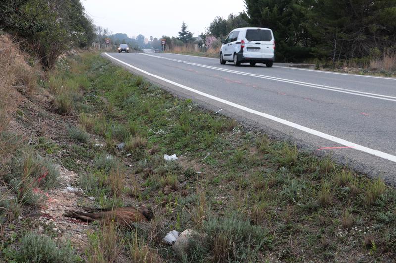 A road after an accident involving a wild boar