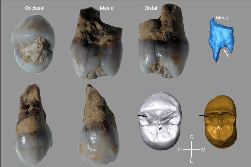 Some teeth were found in the Arbreda de Serinyà cave near Banyoles by a large group of researchers