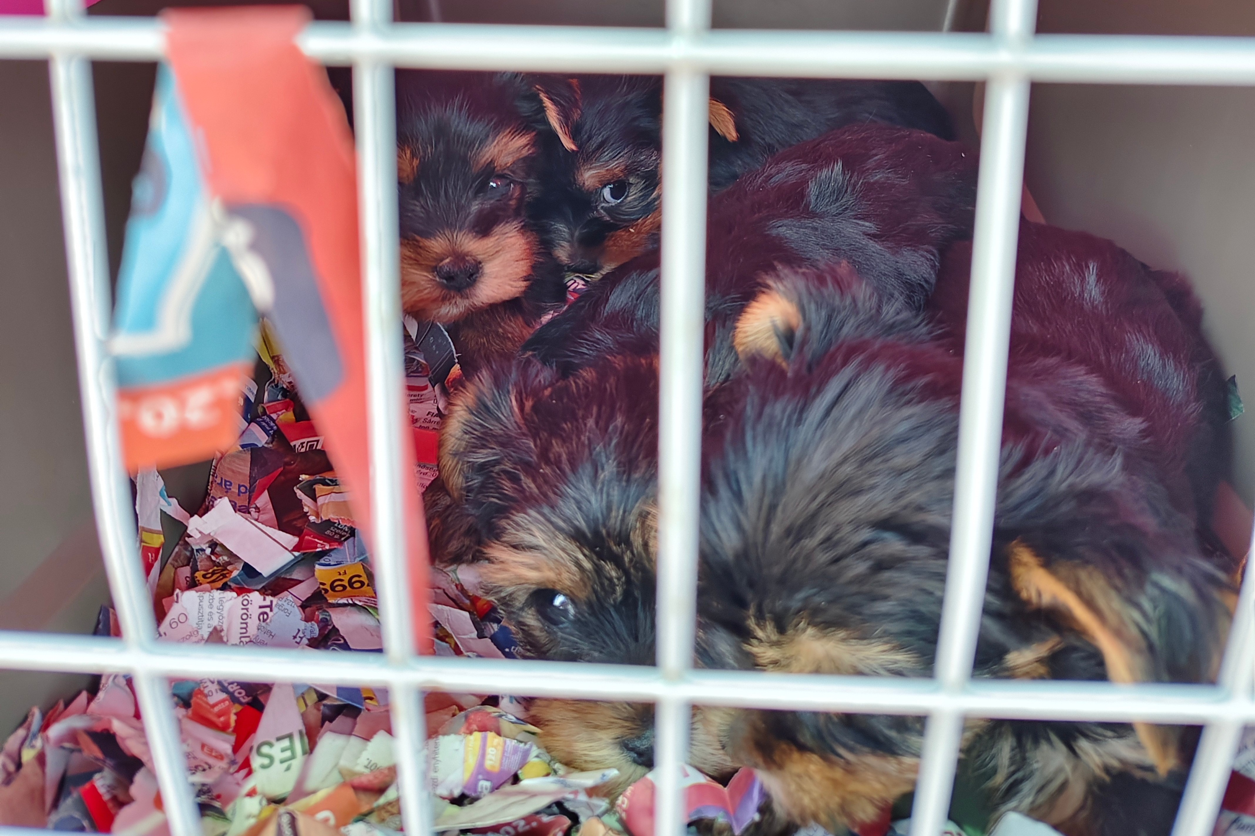 Some of the dogs rescued by Mossos d'Esquadra police