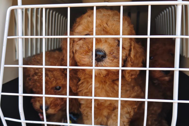 Some of the dogs rescued by Mossos d'Esquadra police