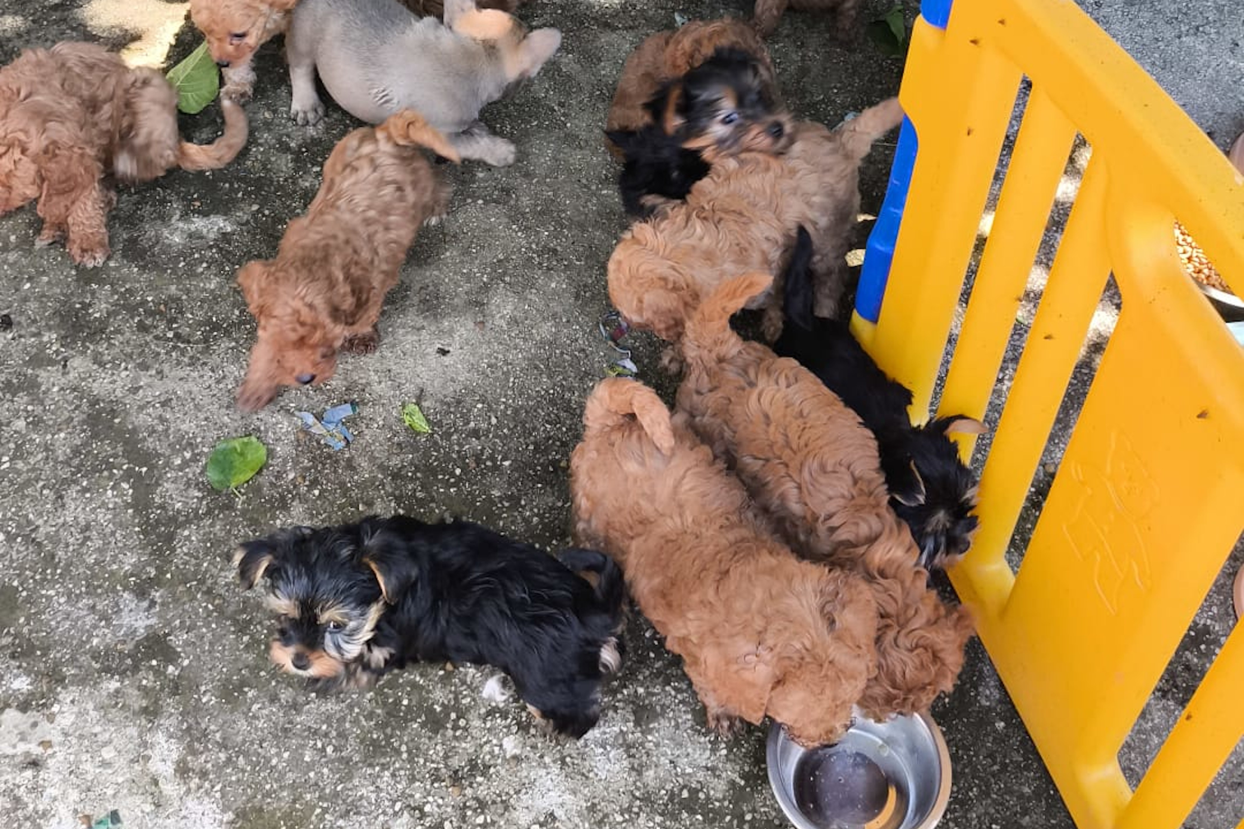 Some of the dogs rescued by Mossos d'Esquadra police