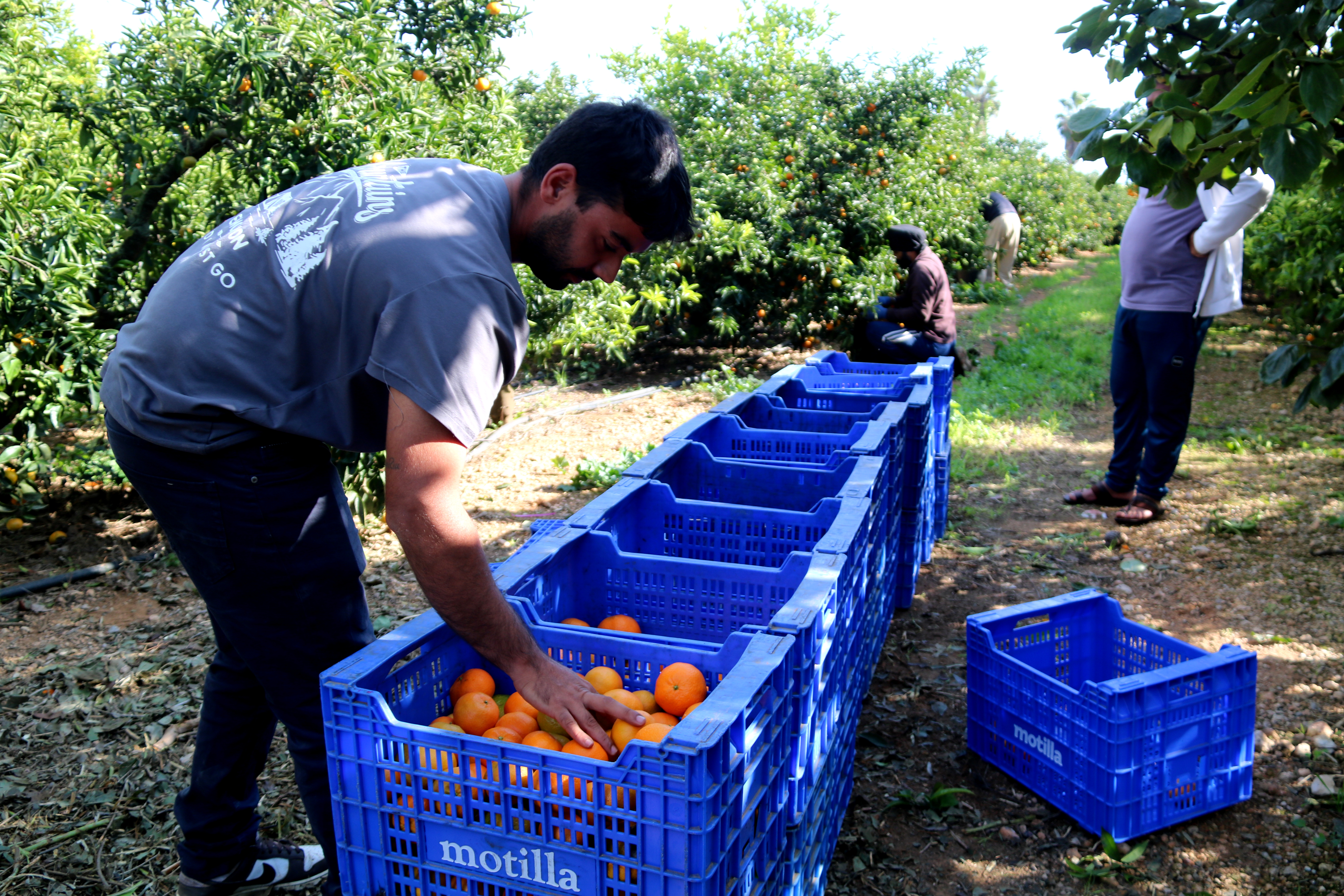 A worker sorts clementines that have been harvested and placed in boxes on a farm in Alcanar