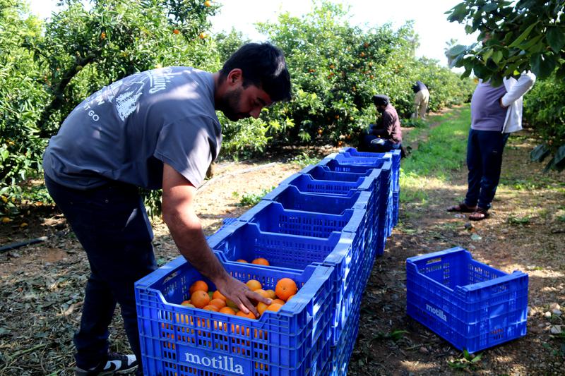 A worker sorts clementines that have been harvested and placed in boxes on a farm in Alcanar