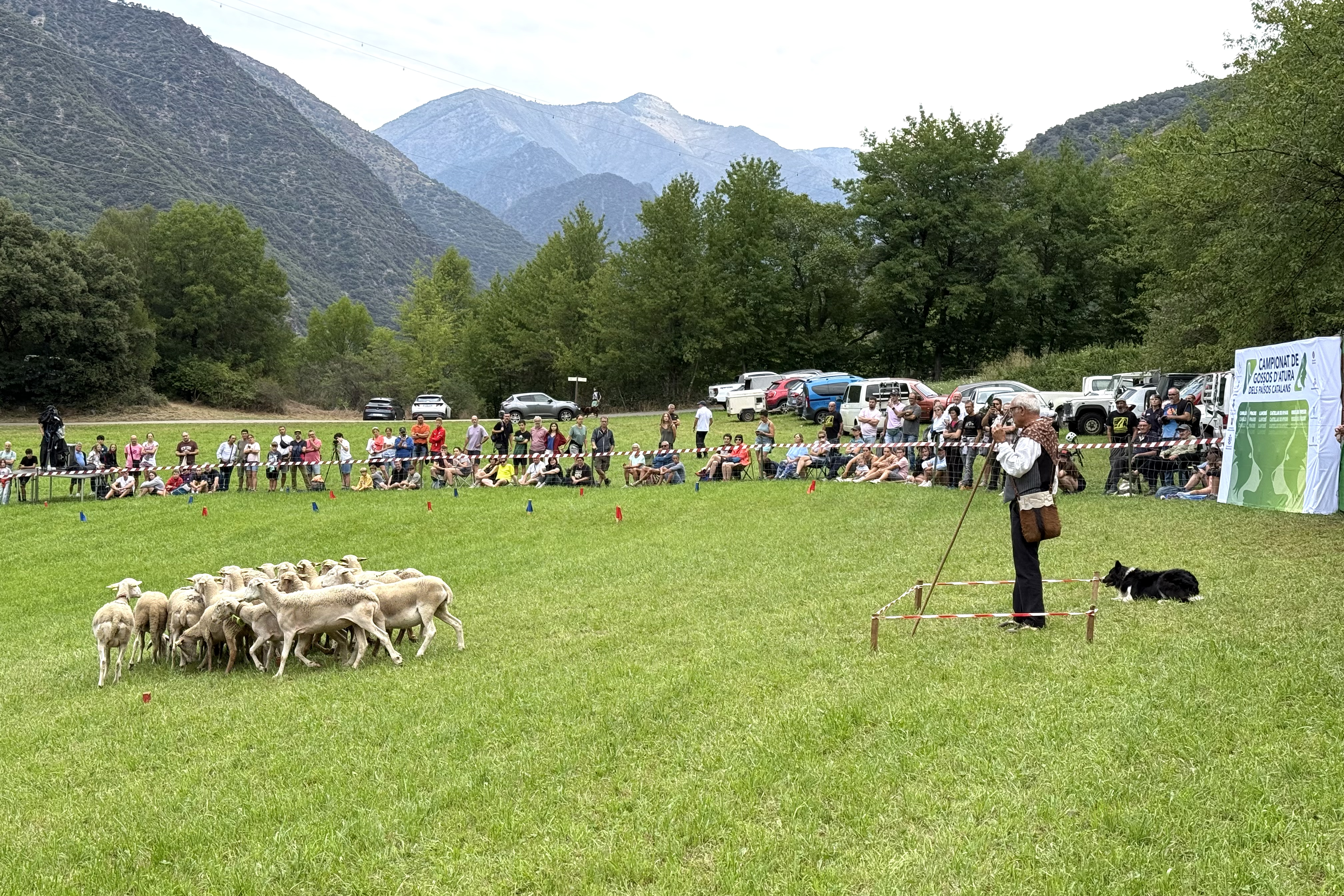 Champion shepherd Mallorcan Miquel Adrover with his dog Ron leading a herd at the Llavorsí Dog Competition