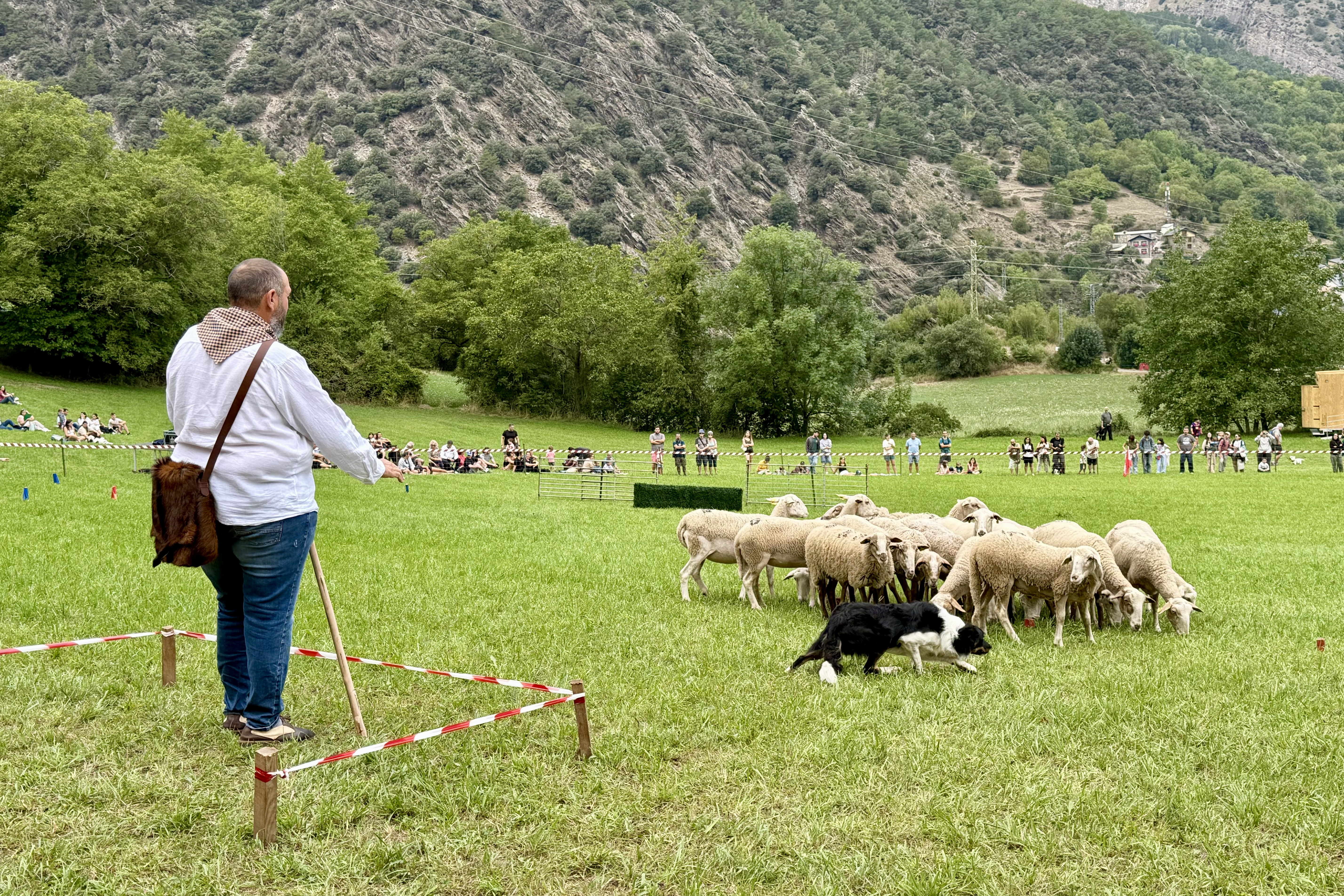 A shepherd with his dog leading a flock of sheep to the Llavorsí competition