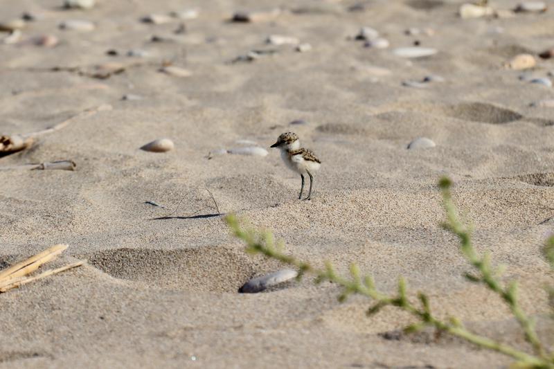 One of the Kentish plover birds that was born on Tamarit beach