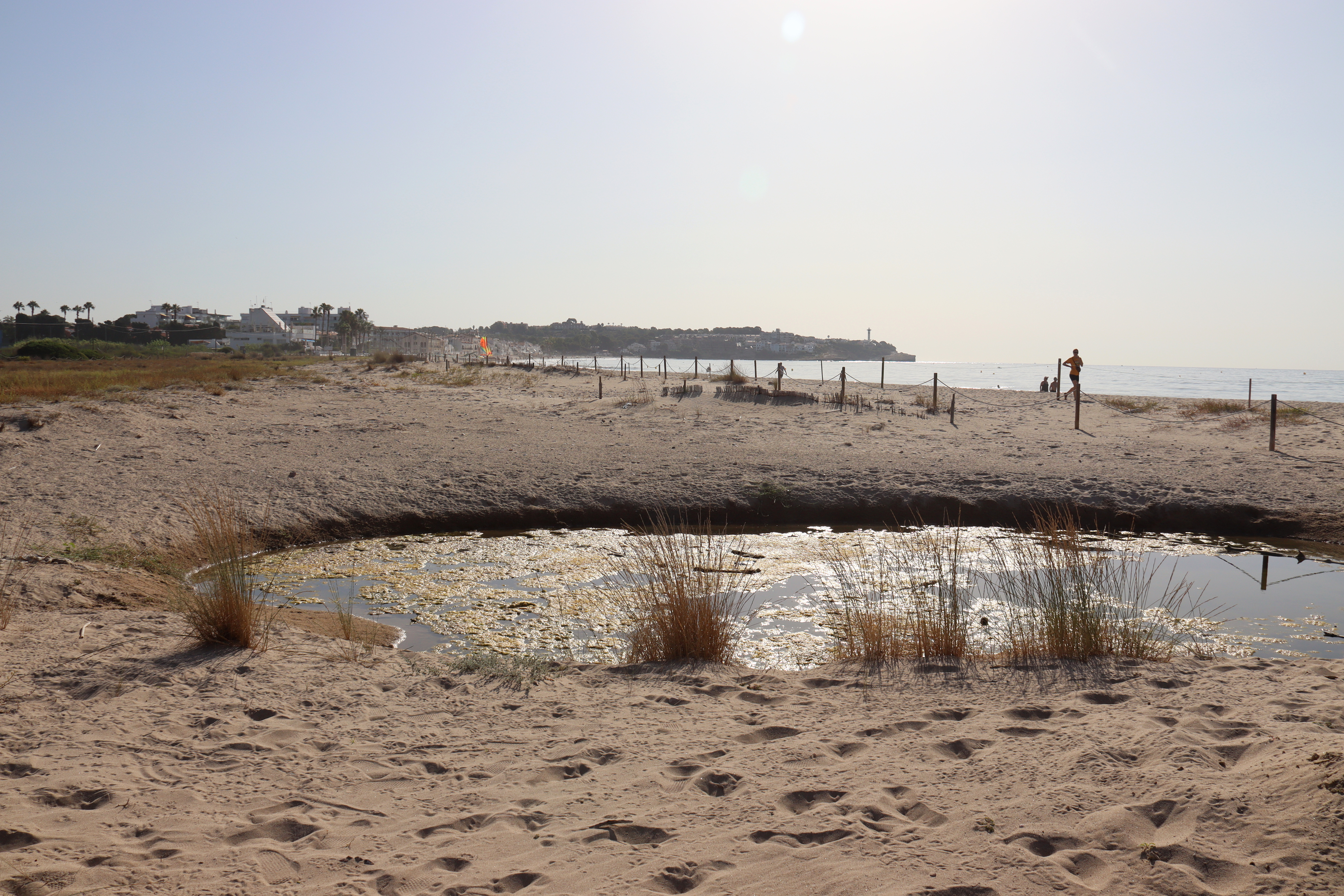 The space on Tamarit beach where the birds were born