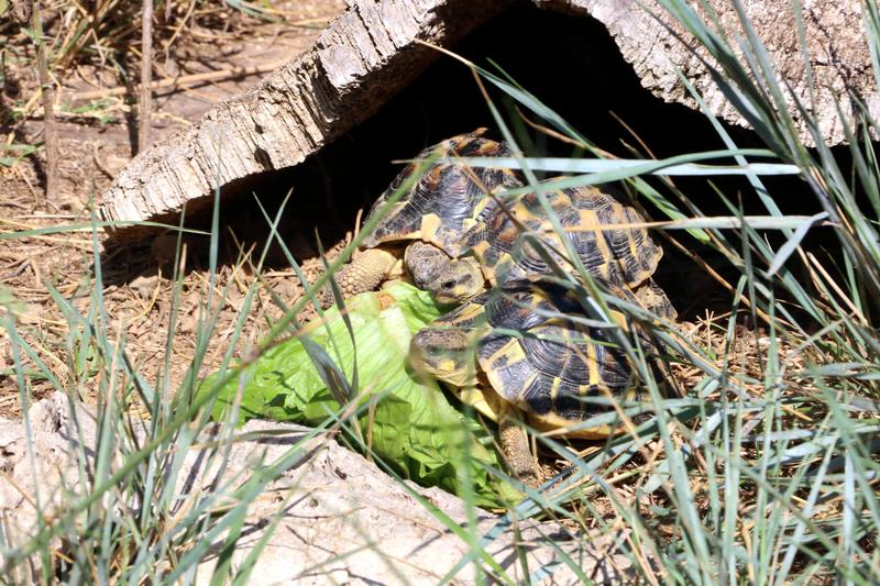 Some of the turtles at the Turtle Reproduction Center in L'Albera