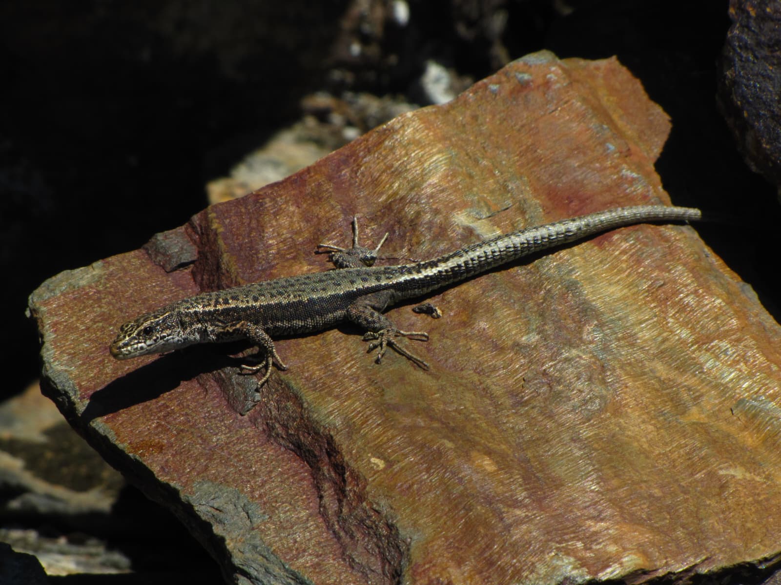 A Pallaresa lizard, native to the Pyrenees mountains