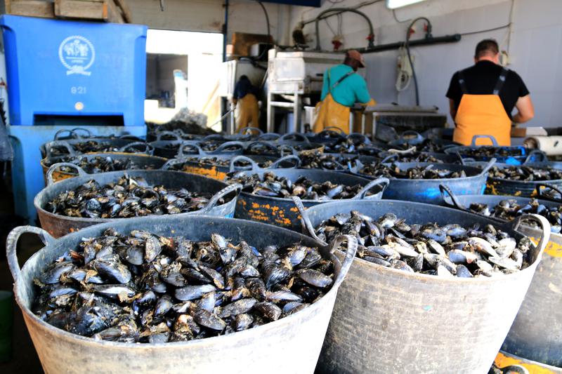 Mussels just harvested in the Ebre river delta region on May 23, 2023