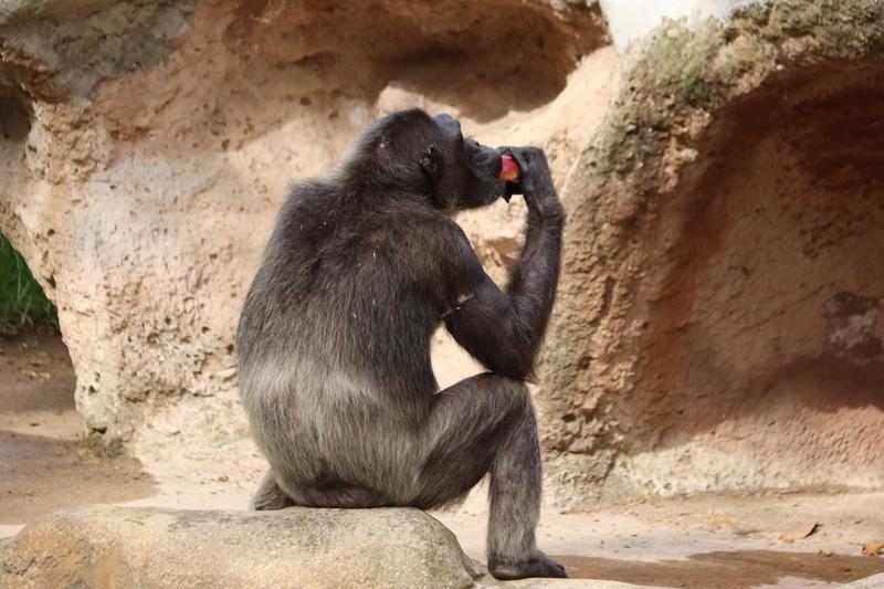 A chimpanzee in the Barcelona Zoo eating a fruit ice cream