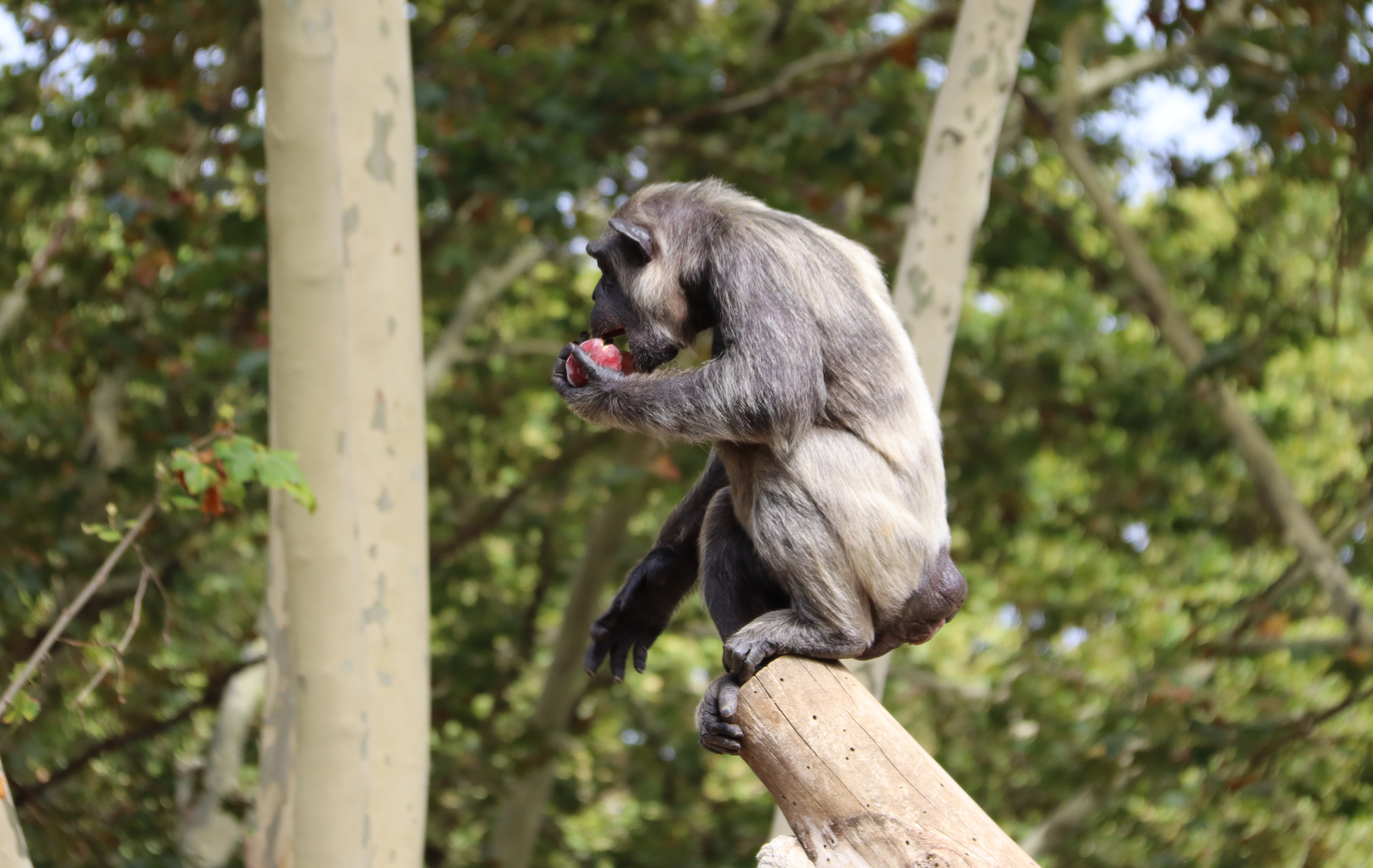 A chimpanzee in the Barcelona Zoo eating a fruit ice cream