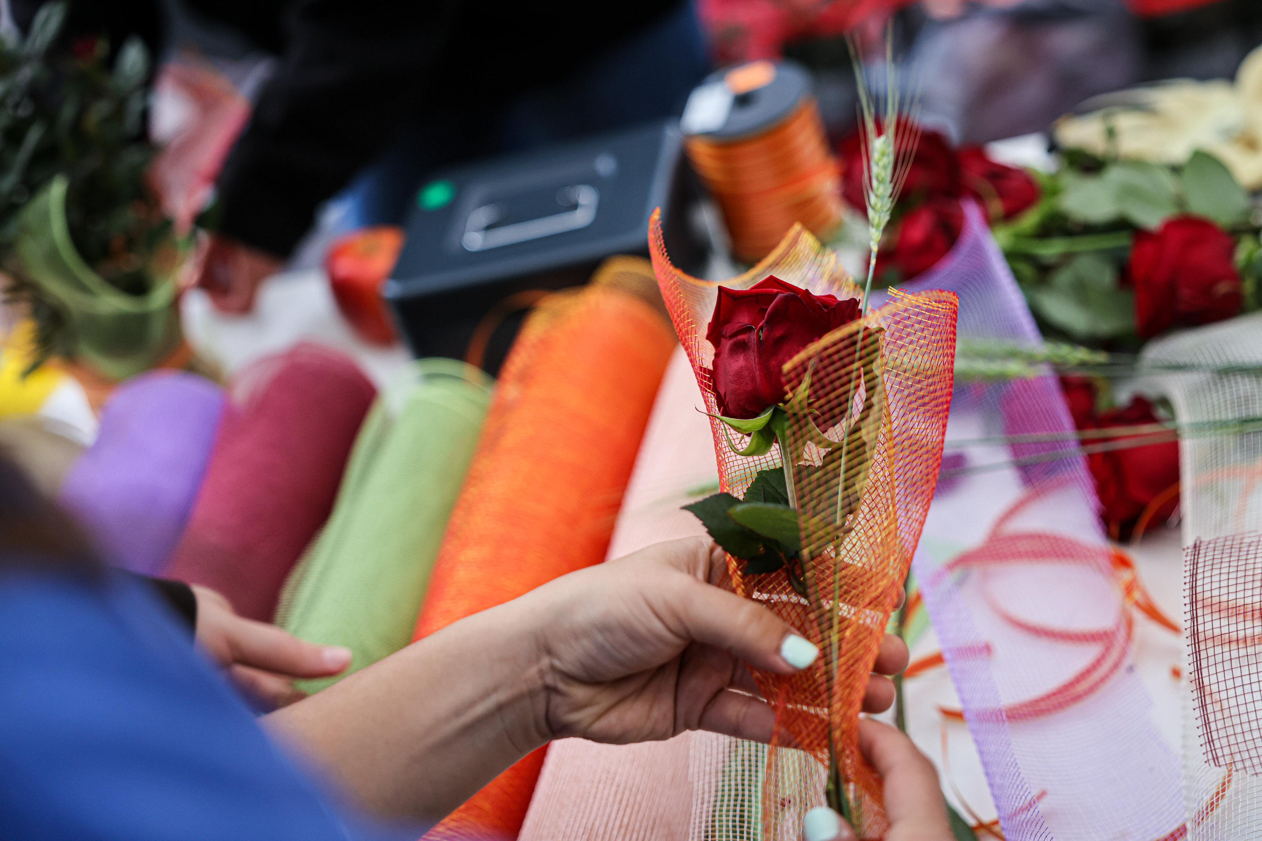 A Sant Jordi rose being prepared on April 23, 2022