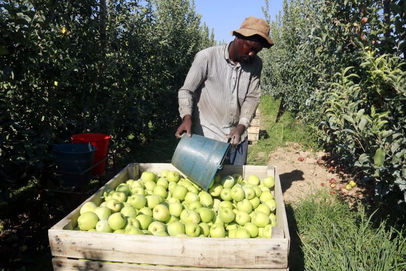 A fruit harvester in western Catalonia's Lleida region