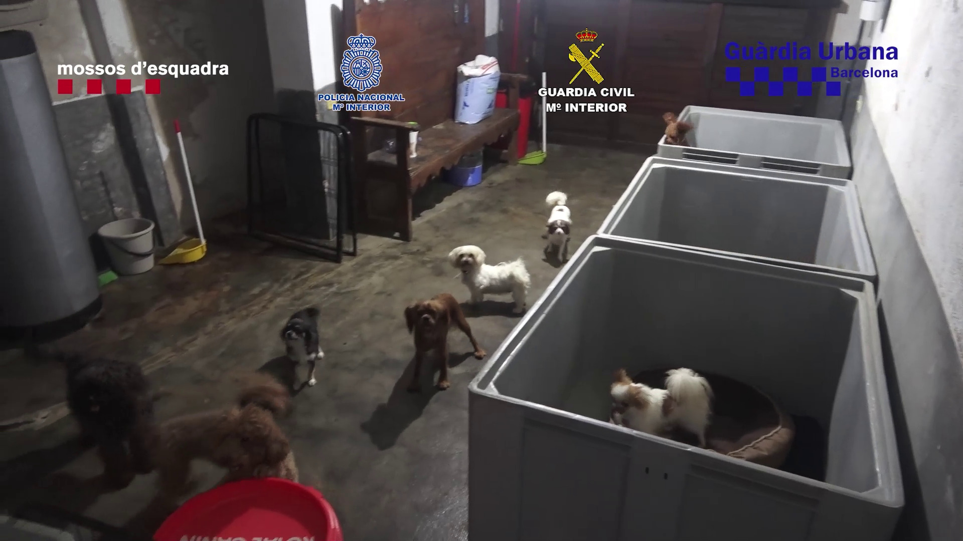Some dogs inside a garage, rescued by police in a joint operation