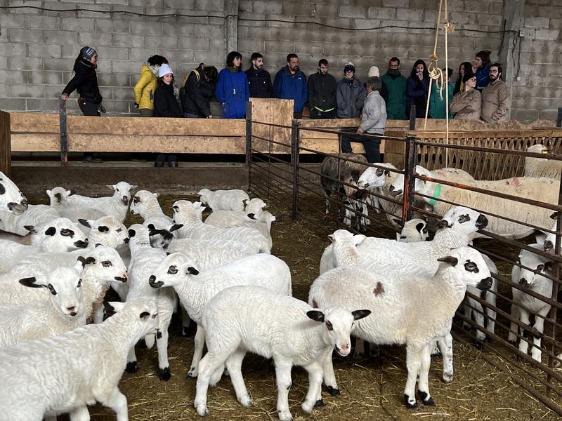 A visit from students to the sheep farm in the Catalonia Shepherds School