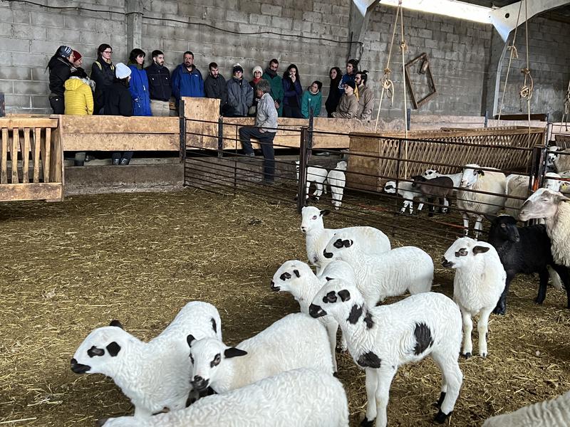 Students visiting the sheep farm at the Catalonia Shepherds School