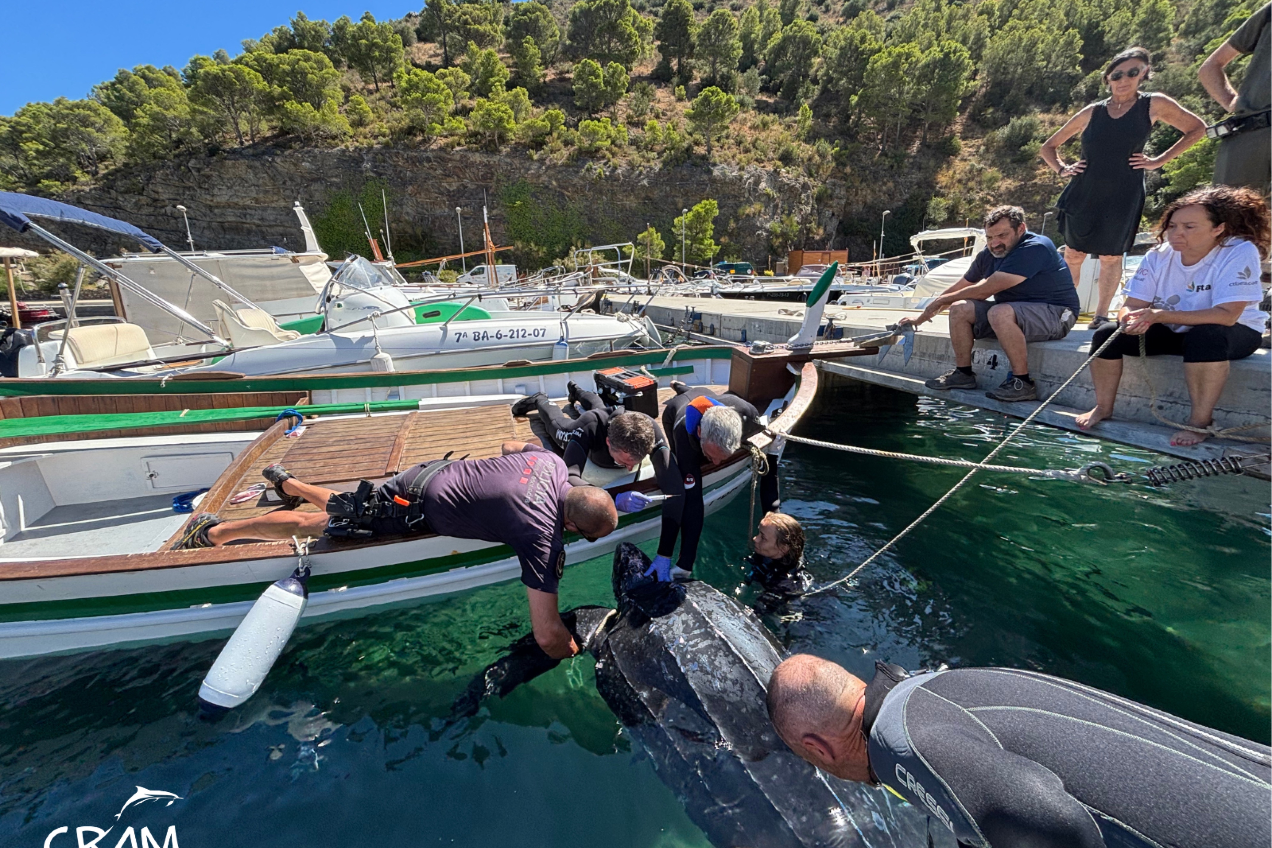 Members of the CRAM maritime rescue foundation with Mossos d'Esquadra police help a stranded turtle in the port of Colera, in the Costa Brava