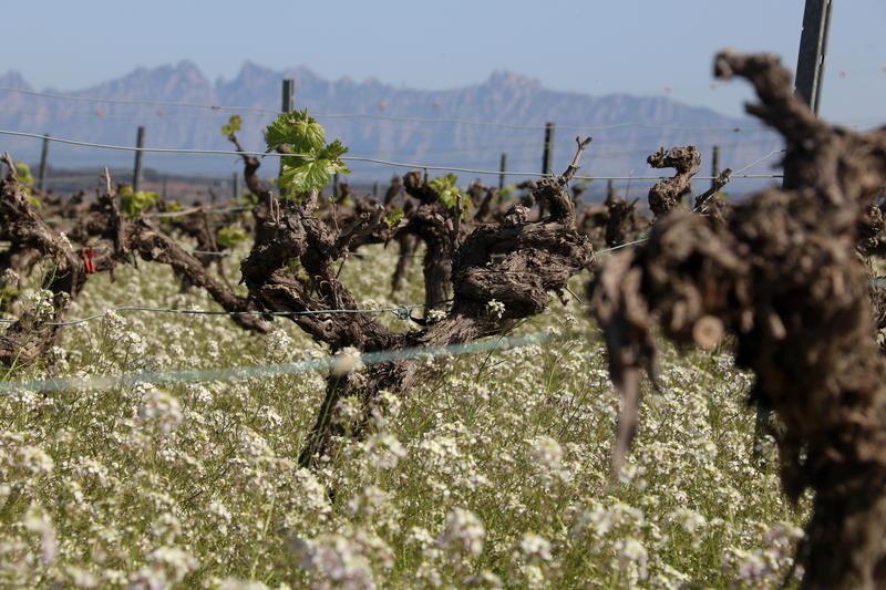 The drought has caused significant damage to vines
