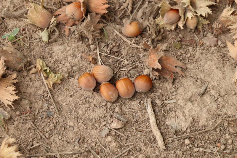 Hazelnuts in Vilallonga del Camp, in southern Catalonia