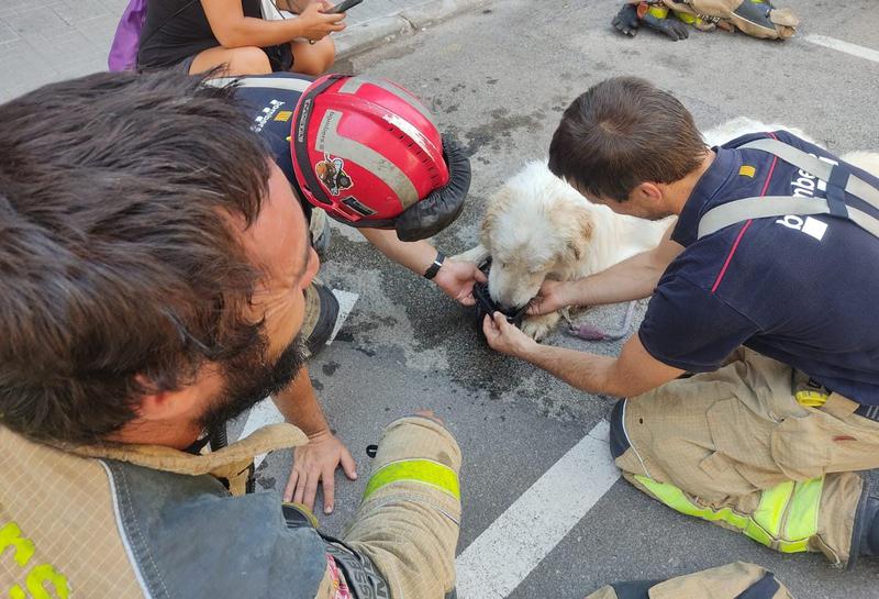 Firefighters help the dog rescued in Terrassa