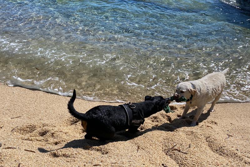Two dogs playing on the Cala Belladona beach on the Costa Brava