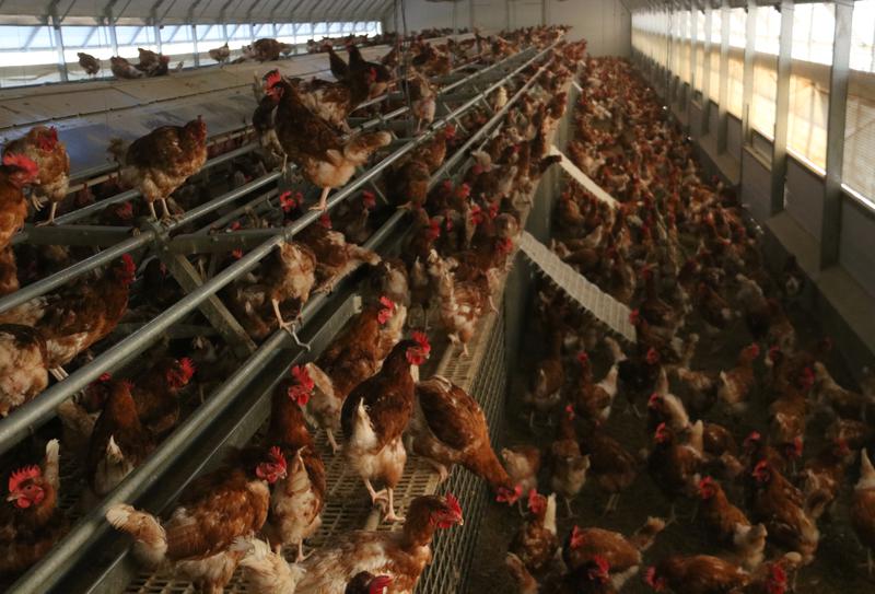 Hens at an organic egg farm in Pau