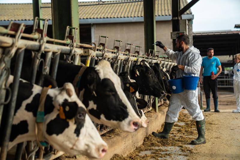 A veterinarian vaccinating cattle on a farm located within the radius of the Lumpy Skin Disease outbreak in Alt Empordà