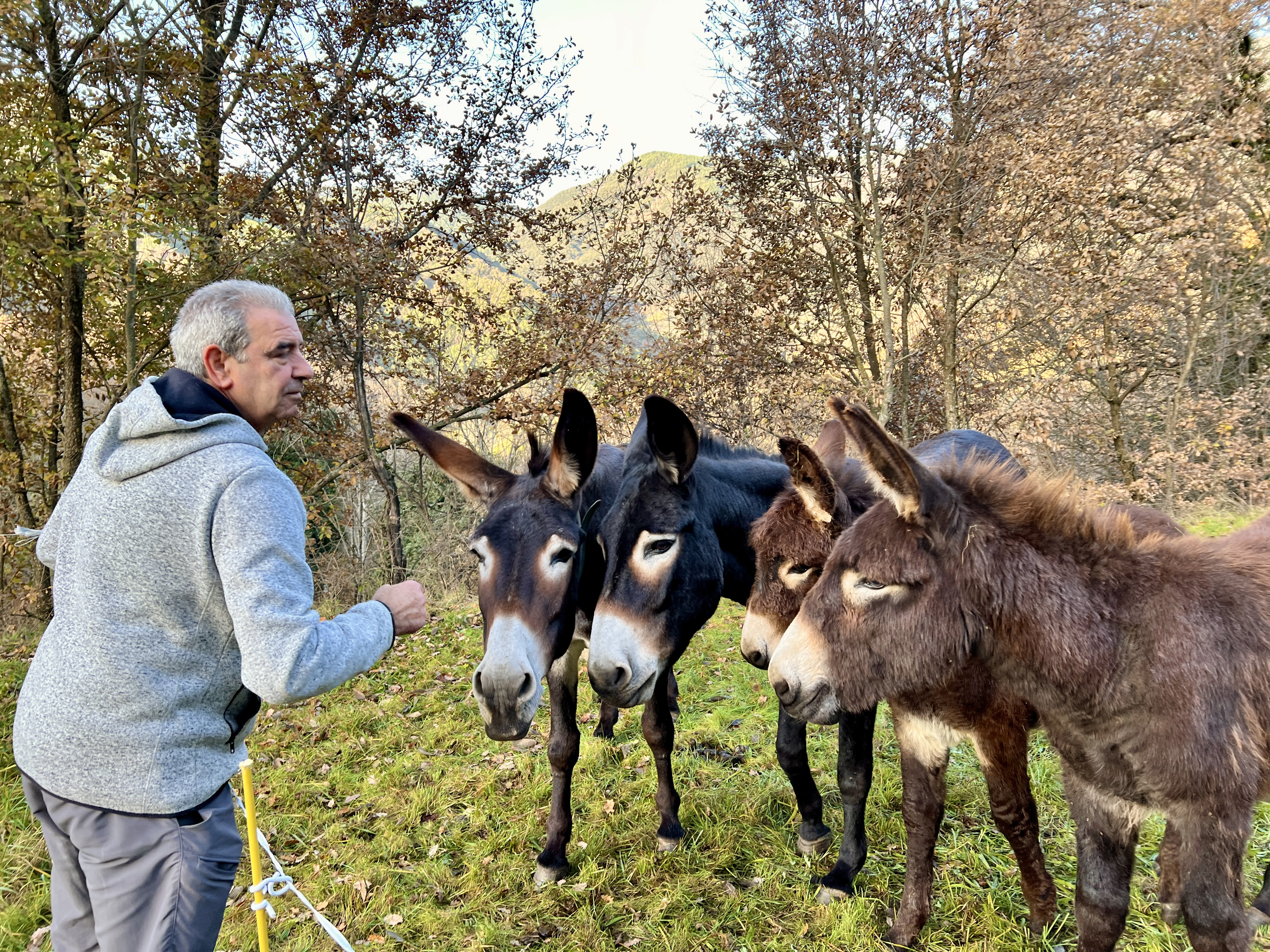 Catalan donkeys in the micro-sanctuary in Soriguera, western Catalonia