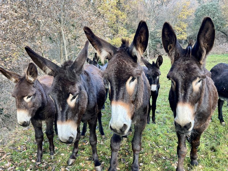 Catalan donkeys in the micro-sanctuary in Soriguera, western Catalonia