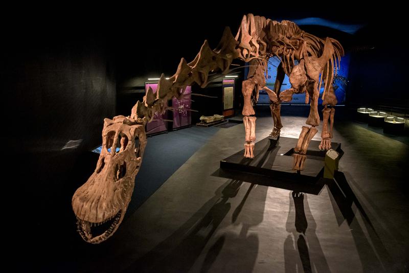 Complete replica of the largest dinosaur discovered so far, Patagotitan mayorum. On display at the CosmoCaixa Science Museum from October 2023 until June 2024.