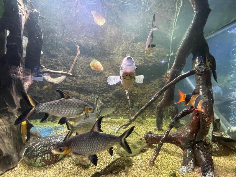 Some of the fish at the Barcelona Aquarium