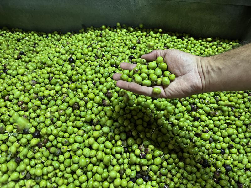 Olives about to be milled at Molí de la Vall in Barcedana, Lleida.