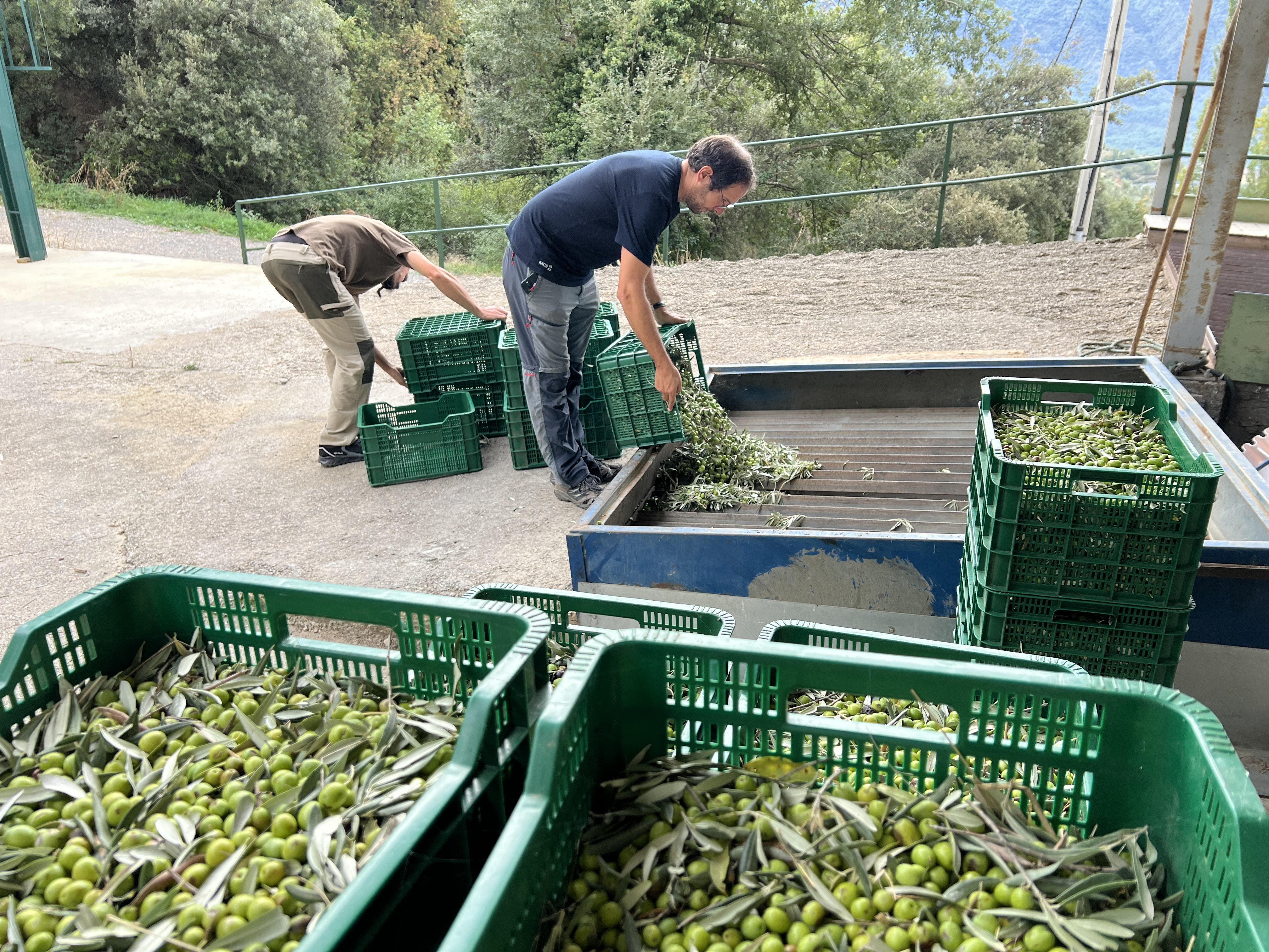 Farmers put the olives in the mill.