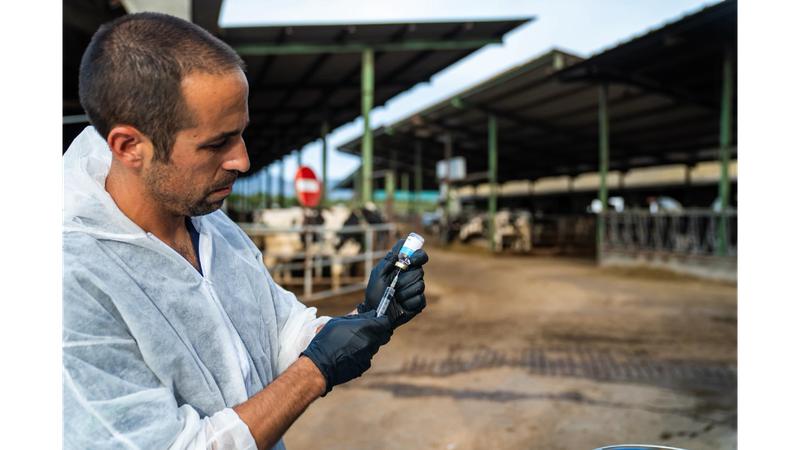 A veterinarian vaccinating cattle against lumpy skin disease
